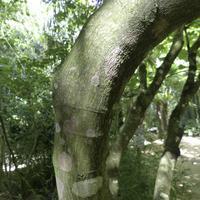Miniature Acer japonicum 'Aconitifolium'