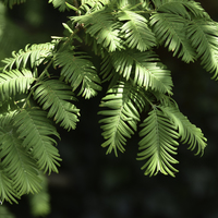 Miniature Metasequoia glyptostroboides