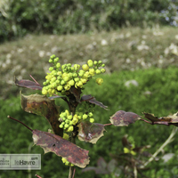 Miniature Mahonia aquifolium