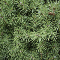 Miniature Picea glauca var. albertiana 'Conica'