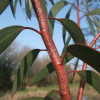 Miniature Eucalyptus pauciflora subsp. niphophila