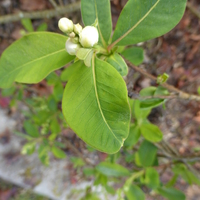 Miniature Exochorda racemosa