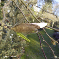 Miniature Magnolia kobus