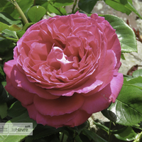 Miniature Rosa 'Meigrisosar' GRIMPANT BARONNE E. DE ROTHSCHILD®