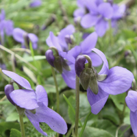 Miniature Viola odorata