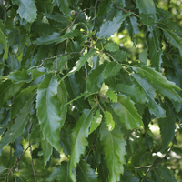 Miniature Quercus libani
