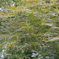 Miniature Acer palmatum 'Ornatum'