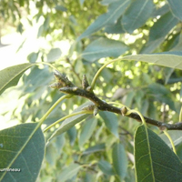 Miniature Quercus glauca