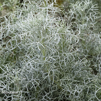 Miniature Artemisia alba 'Canescens'