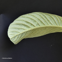 Miniature Eriobotrya japonica