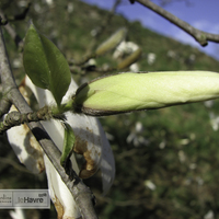 Miniature Magnolia stellata