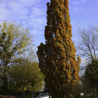 Miniature Quercus robur ( Fastigiata Group )