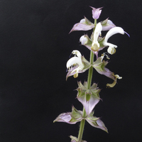Miniature Salvia sclarea
