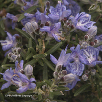 Miniature Salvia rosmarinus ( Angustifolia Group ) 'Corsican Blue'