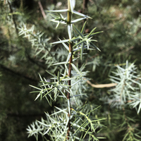 Miniature Juniperus oxycedrus