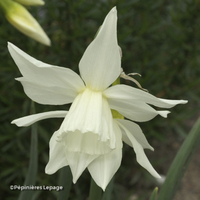 Miniature Narcissus 'Thalia'