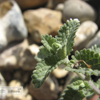 Miniature Nepeta racemosa