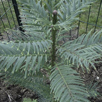 Floriscope | Wollemia Nobilis