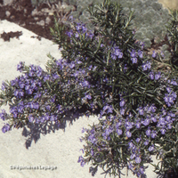 Miniature Salvia rosmarinus ( Prostrata Group )