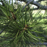 Miniature Pinus bungeana