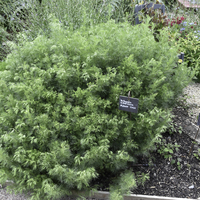 Miniature Artemisia abrotanum