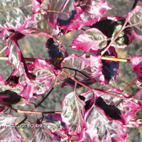 Miniature Fagus sylvatica 'Purpurea Tricolor'