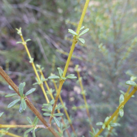 Miniature Olearia solandri 'Aurea'