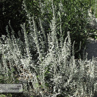 Miniature Artemisia ludoviciana