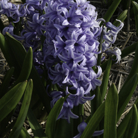 Miniature Hyacinthus orientalis 'Blue Giant'
