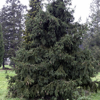 Miniature Picea abies
