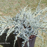 Miniature Juniperus squamata 'Blue Carpet'