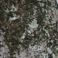 Miniature Acer pseudoplatanus