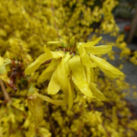 Miniature Forsythia x intermedia 'Spring Glory'