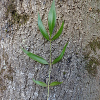 Miniature Fraxinus angustifolia 'Raywood'