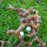 Miniature Hovenia dulcis