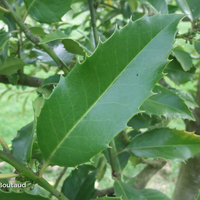 Miniature Ilex x koehneana 'Chestnut Leaf'