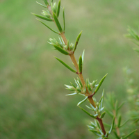 Miniature Juniperus communis 'Hibernica'