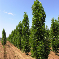 Miniature Liriodendron tulipifera 'Fastigiatum'