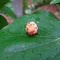 Miniature Maclura tricuspidata
