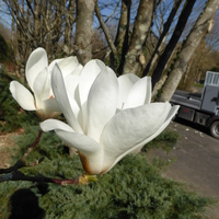 Miniature Magnolia denudata