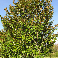 Miniature Magnolia grandiflora 'Galissonnière'