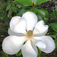 Miniature Magnolia grandiflora 'Galissonnière'
