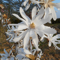 Miniature Magnolia stellata