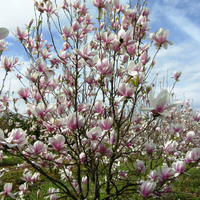 Miniature Magnolia x soulangeana