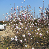 Miniature Magnolia x soulangeana
