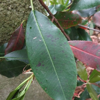 Miniature Photinia serratifolia