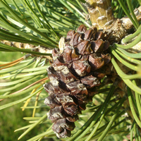 Miniature Pinus mugo