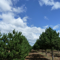 Miniature Pinus nigra subsp. nigra