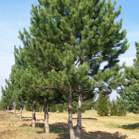 Miniature Pinus nigra subsp. nigra