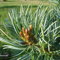 Miniature Pinus parviflora ( Glauca Group )